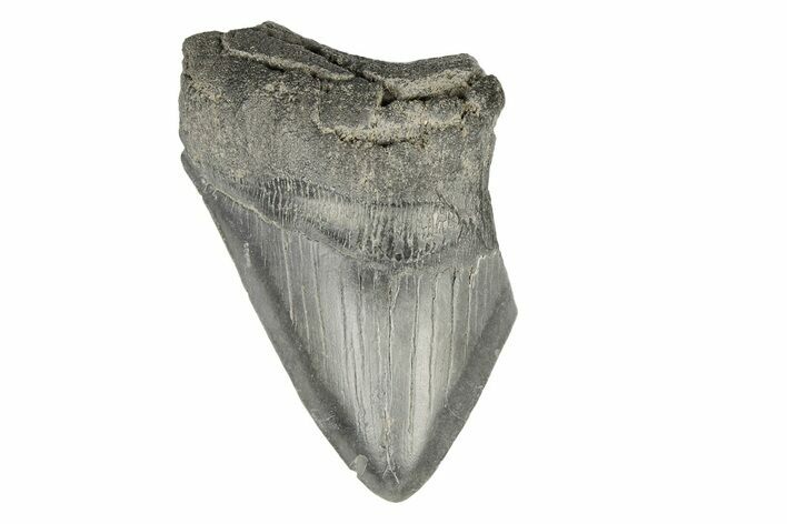 4.31" Partial, Fossil Megalodon Tooth 